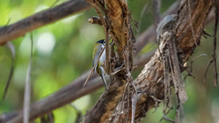 Melithreptus affinis