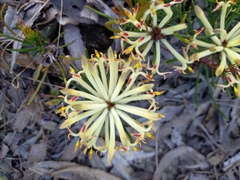 Petrophile brevifolia