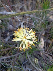 Petrophile brevifolia