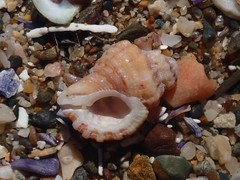 Turritriton labiosus