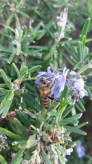 Apis mellifera