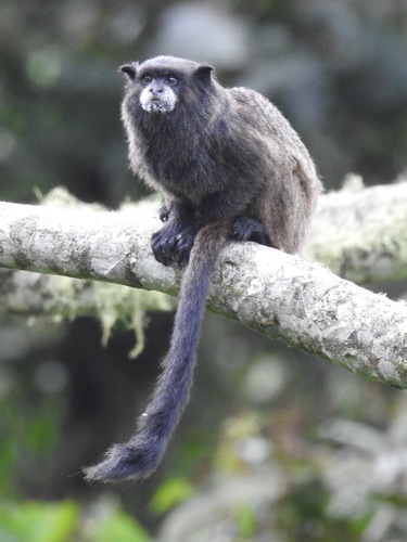 Black-mantled Tamarin