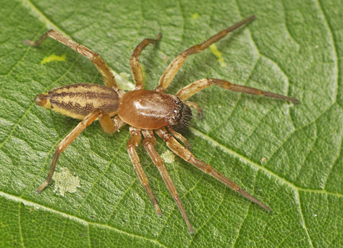 Clubiona robusta