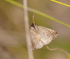 Dichromodes stilbiata