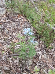 Oxypetalum coeruleum
