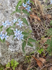 Oxypetalum coeruleum