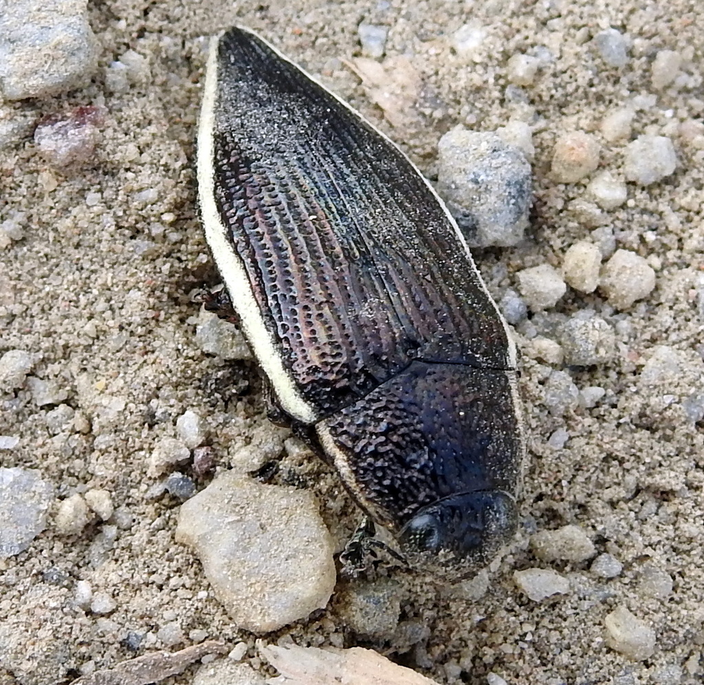 Whiterim Jewel Beetle
