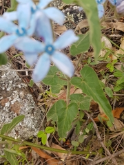 Oxypetalum coeruleum