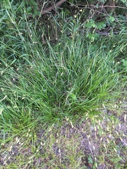 Carex cherokeensis