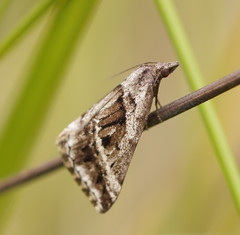 Dichromodes stilbiata