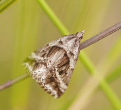Dichromodes stilbiata