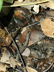 Batrachoseps attenuatus