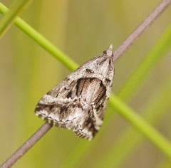 Dichromodes stilbiata