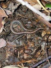Batrachoseps attenuatus