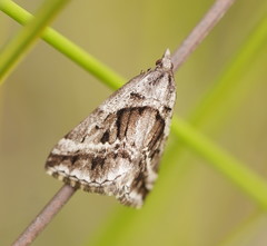 Dichromodes stilbiata