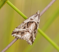 Dichromodes stilbiata
