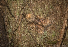 Polylopha phaeolopha