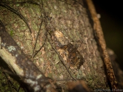 Polylopha phaeolopha