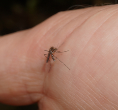 Aedes notoscriptus