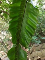 Asplenium setoi