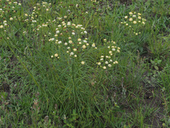Senecio chrysocoma