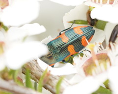 Castiarina supergrata