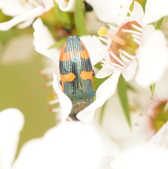 Castiarina supergrata