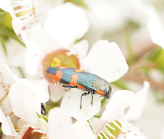 Castiarina supergrata