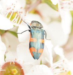 Castiarina supergrata