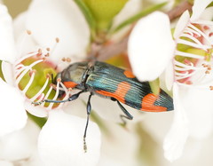 Castiarina supergrata