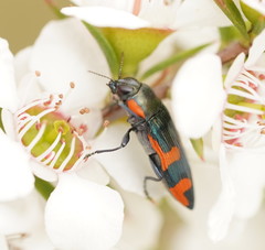 Castiarina supergrata