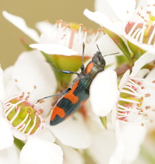 Castiarina supergrata