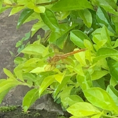 Brachythemis contaminata