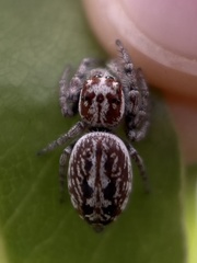 Opisthoncus serratofasciatus