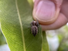 Opisthoncus serratofasciatus