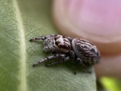 Opisthoncus serratofasciatus