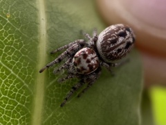 Opisthoncus serratofasciatus