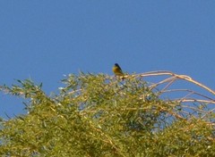 Spinus barbatus
