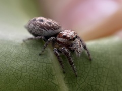 Opisthoncus serratofasciatus