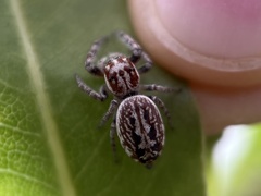 Opisthoncus serratofasciatus