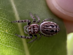 Opisthoncus serratofasciatus