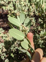 Arctostaphylos hooveri