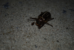 Polyphylla variolosa