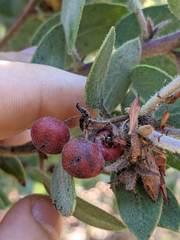 Arctostaphylos hooveri