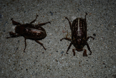 Polyphylla variolosa