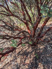 Arctostaphylos hooveri