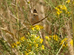 Junonia pacoma