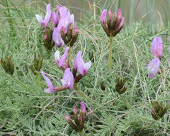 Astragalus pachyrhizus