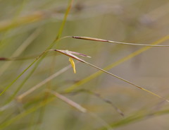 Austrostipa muelleri