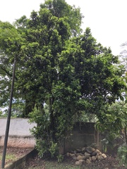 Eugenia brasiliensis
